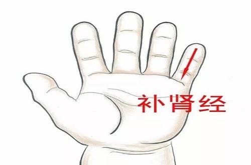 补肾经