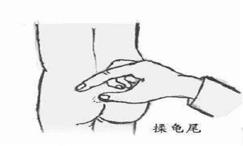 龟尾