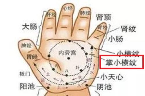 掌小横纹
