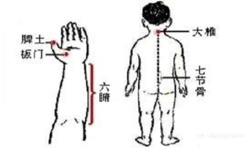 七节骨