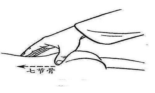 七节骨