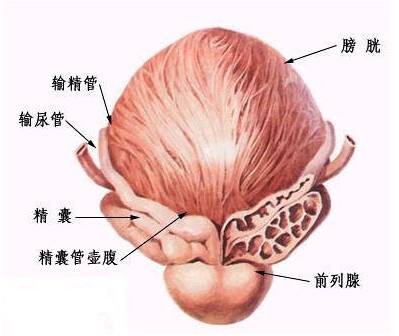 这几种食物男性可以多吃，时刻保护自己的前列腺