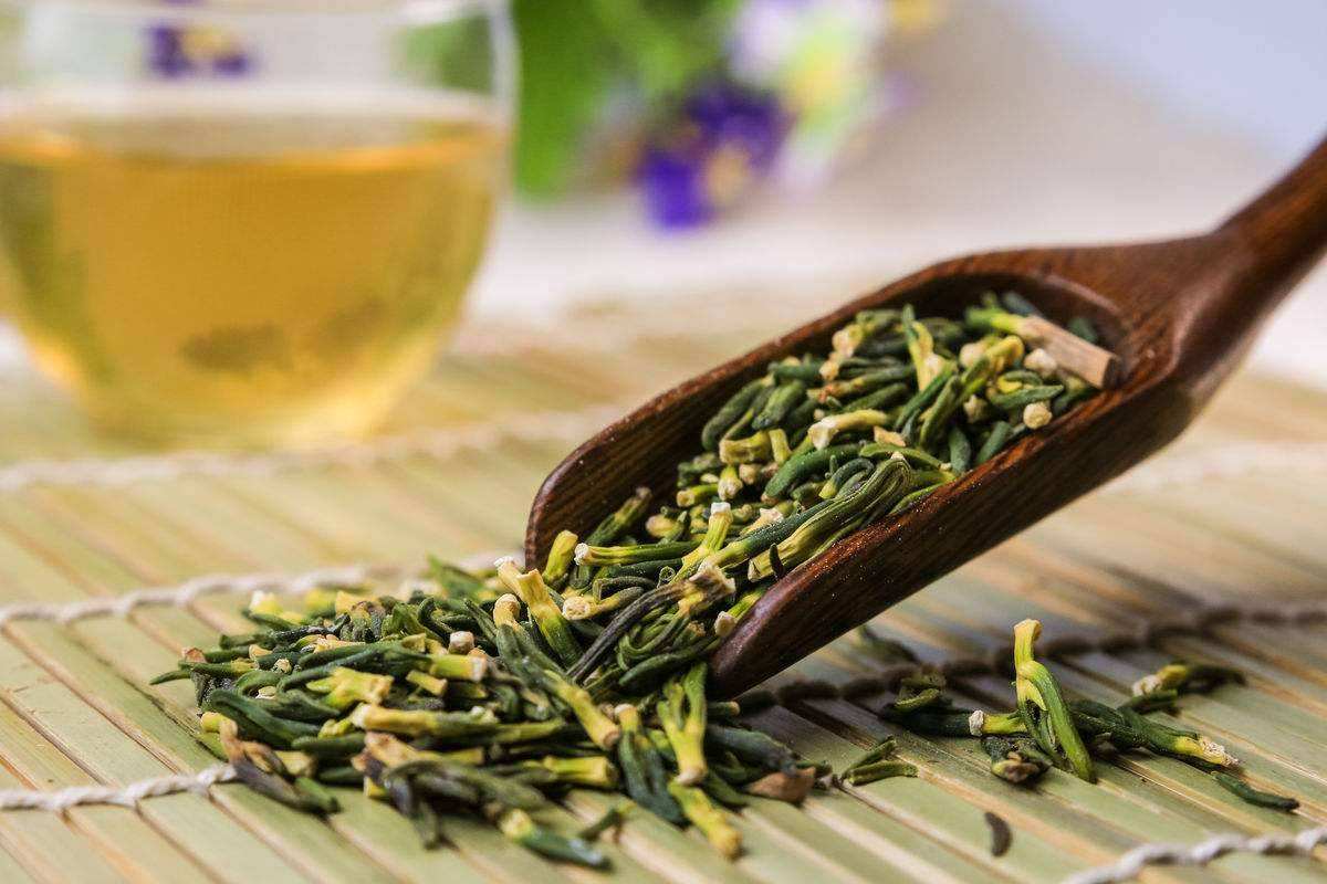 清肠排毒美食 苦丁茶减肥排毒功效十足