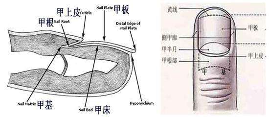 从指甲的月牙可以看出健康状况？指甲月牙跟健康并没有这么大的关系