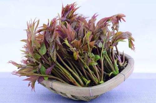 野菜怎么吃？食用野菜注意事项